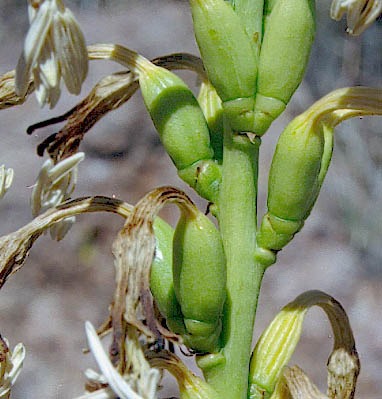  Agave schottii