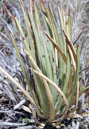  Agave schottii