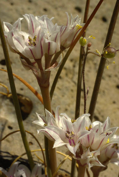  Allium macropetalum