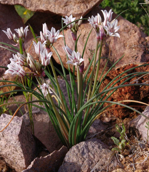  Allium macropetalum