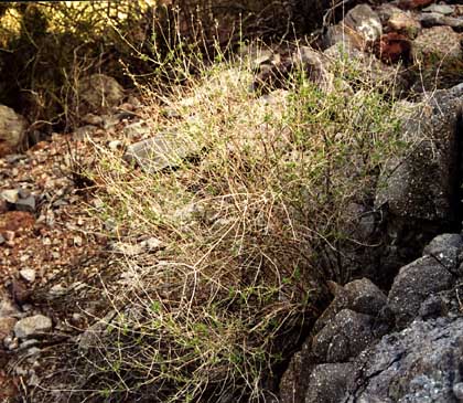  Aloysia wrightii