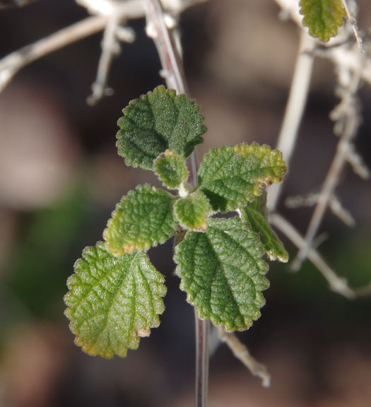  Aloysia wrightii