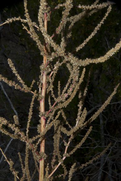  Amaranthus palmeri