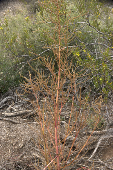  Amaranthus palmeri