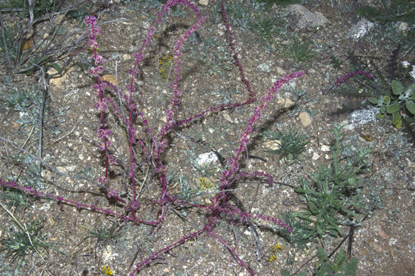  Amaranthus x tucsonensis