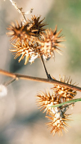  Ambrosia ambrosioides