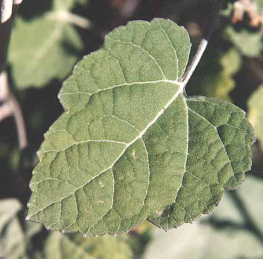  Ambrosia cordifolia