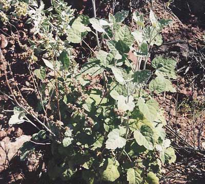  Ambrosia cordifolia