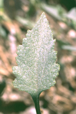  Ambrosia deltoidea