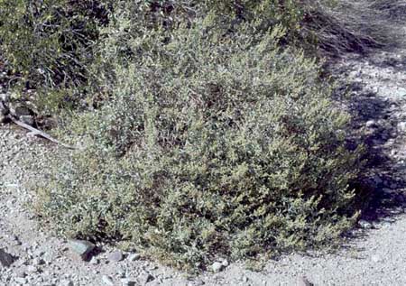  Ambrosia deltoidea