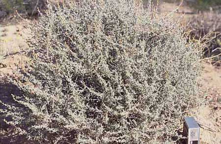  Ambrosia dumosa