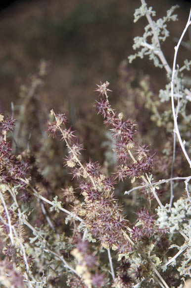  Ambrosia dumosa