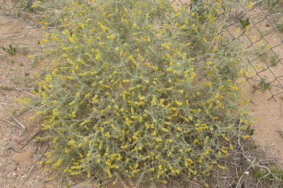  Ambrosia dumosa