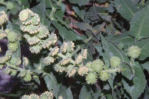  Ambrosia ilicifolia