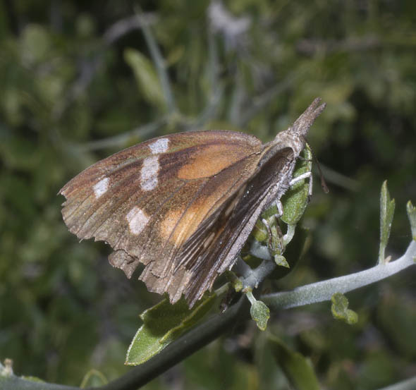  Libytheana bachmanii