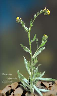  Amsinckia intermedia 