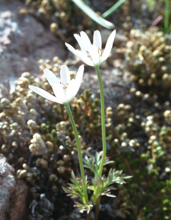  Anemone tuberosa