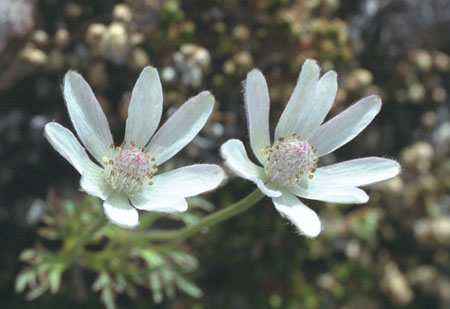  Anemone tuberosa