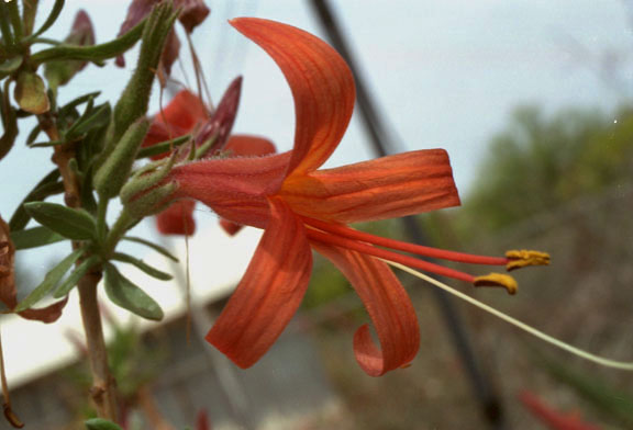  Anisacanthus thurberi