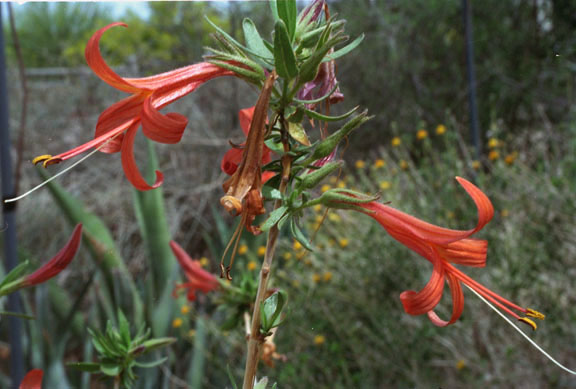  Anisacanthus thurberi