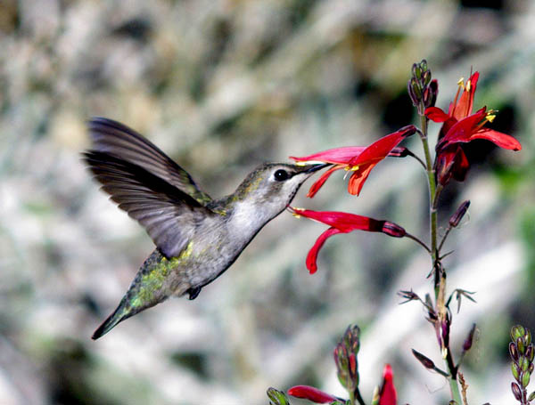  Anna's hummingbird (female)