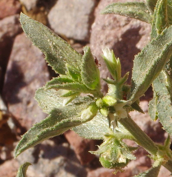  Argythamnia adenophora A.Gray