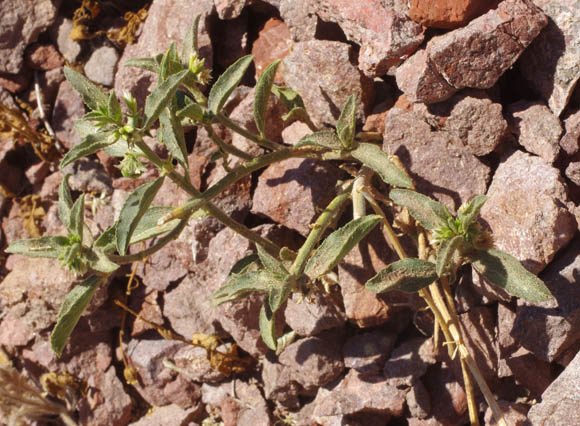  Argythamnia adenophora A.Gray