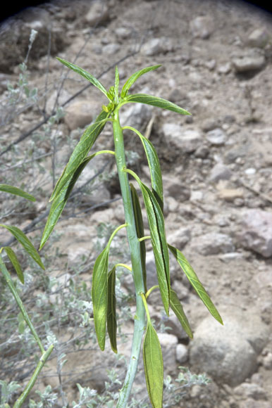  Argythamnia brandegeei Millspaugh var. intonsa (I.M.Johnston) J.W.Ingram