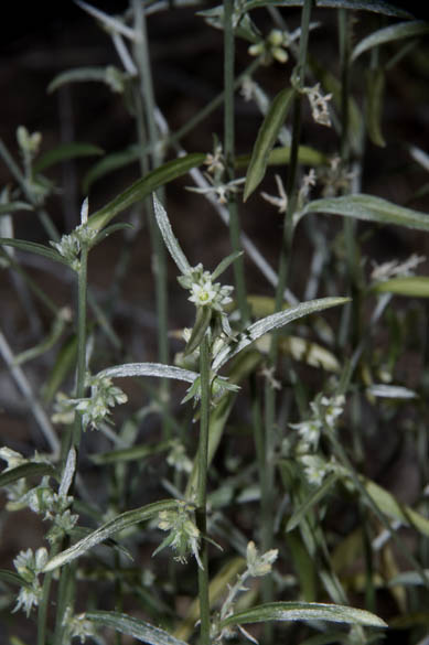  Argythamnia lanceolata (Bentham) Muller Argoviensis