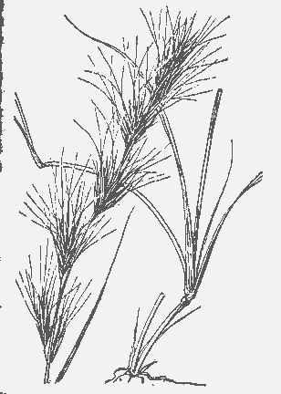  Aristida adscensionis