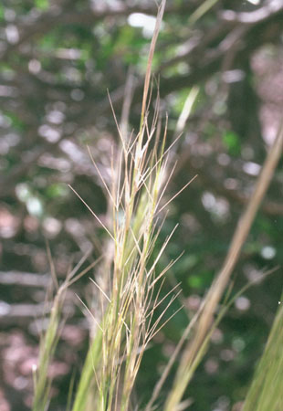  Aristida adscensionis