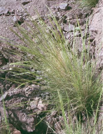  Aristida adscensionis