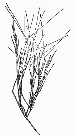  Aristida californica v.californica