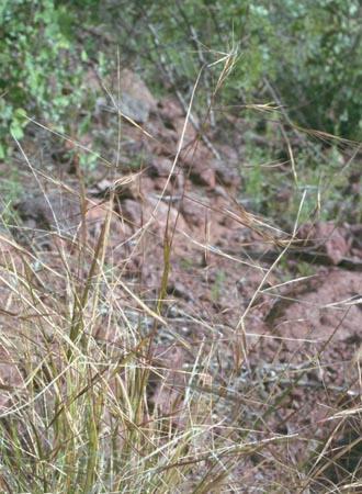  Aristida ternipes v.gentilis 