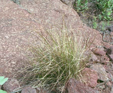  Aristida ternipes v.gentilis 