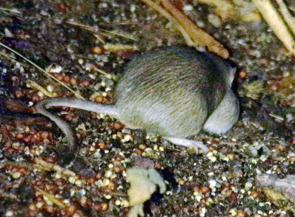  Arizona pocket mouse