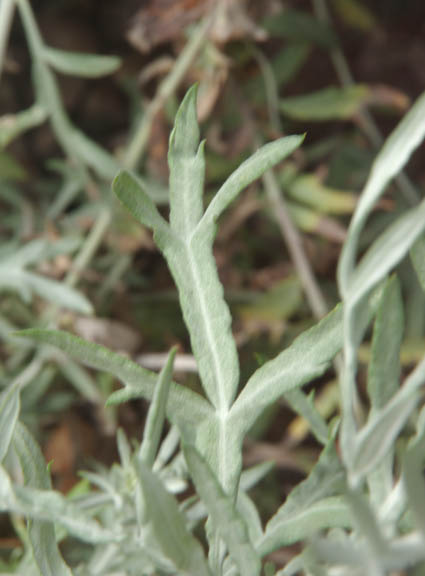  Artemisia ludoviciana ssp. Albula