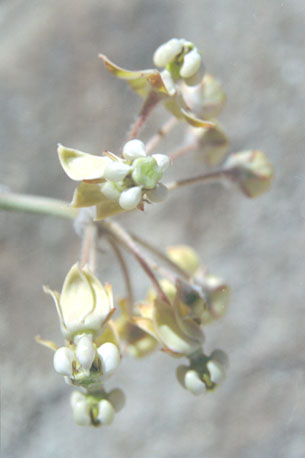  Asclepias albicans