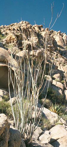  Asclepias albicans