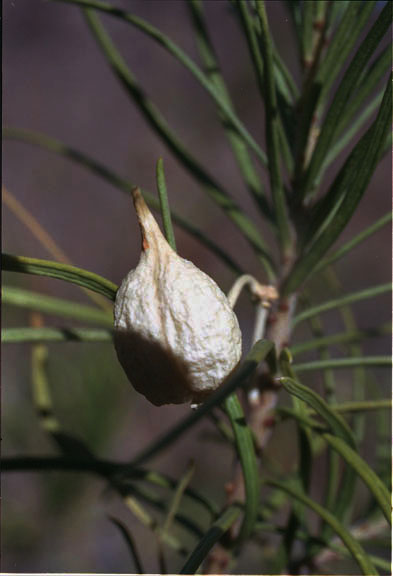  Asclepias linaria