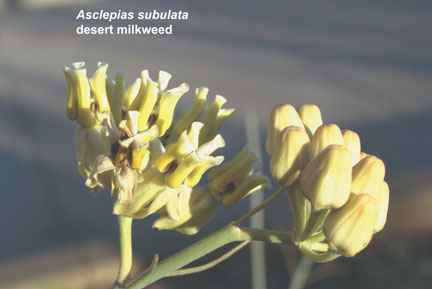  Asclepias subulata