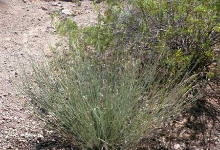  Asclepias subulata