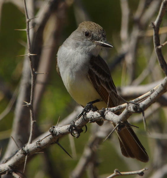  Ash-throated flycatcher