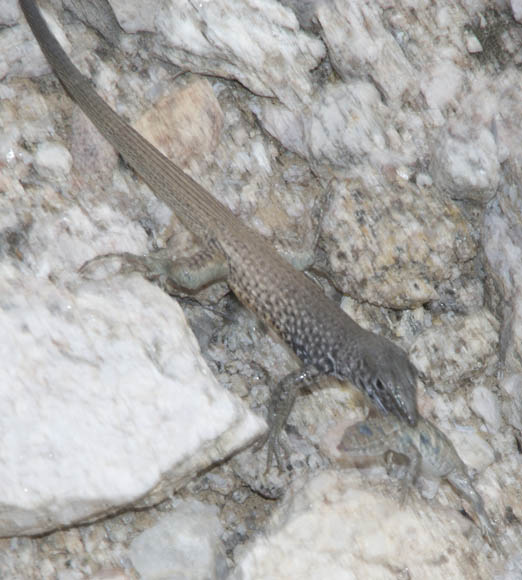  Western whiptail lizard