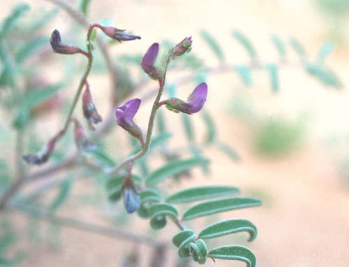  Astragalus insularis var. harwoodii 