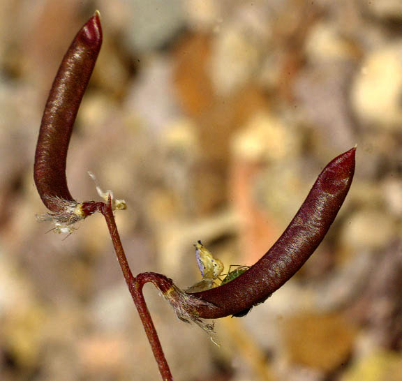  Astragalus nuttallianus var. imperfectus