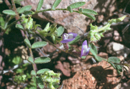  Astragalus nuttallianus var. imperfectus