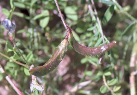  Astragalus nuttallianus var. imperfectus