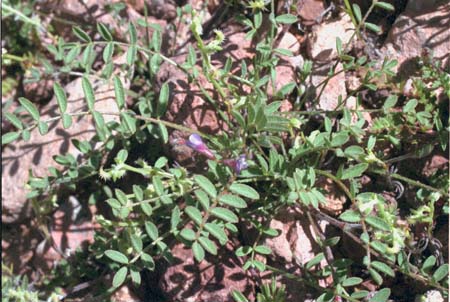  Astragalus nuttallianus var. imperfectus