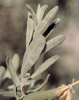  Atriplex canescens